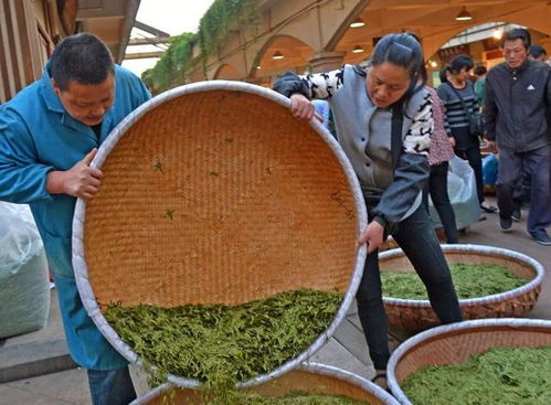 科技，讓茶香更濃郁——茶葉加工的現(xiàn)代蛻變