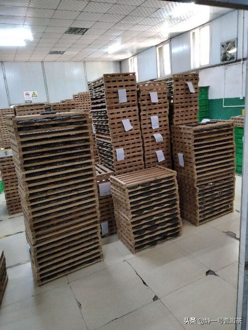 2021年普洱茶廠壓制的加工場(chǎng)景